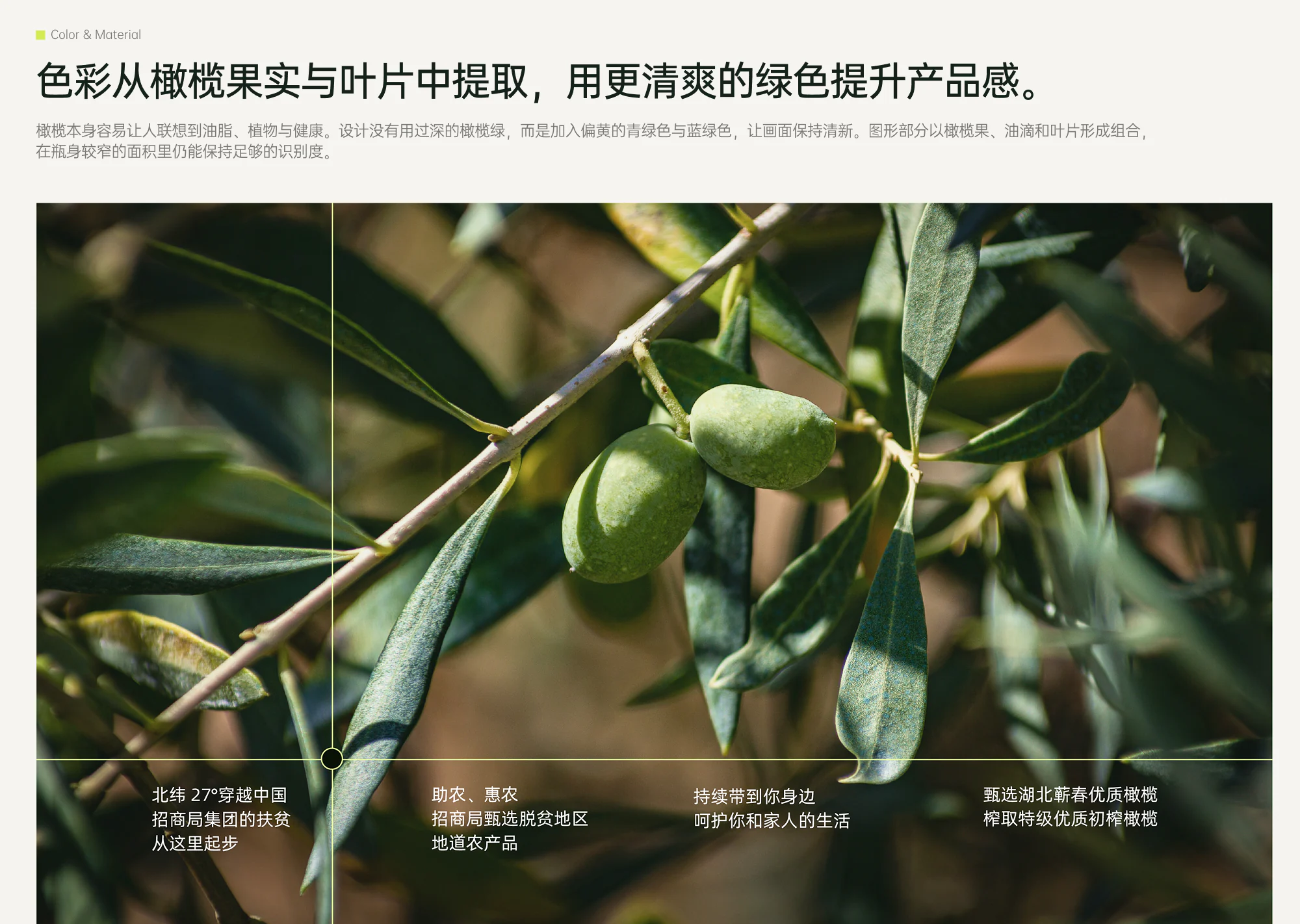 橄榄油瓶贴项目详情 5
